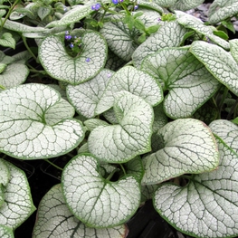 Бруннера крупнолистная Си Харт (Brunnera macrophylla 'Sea Heart')