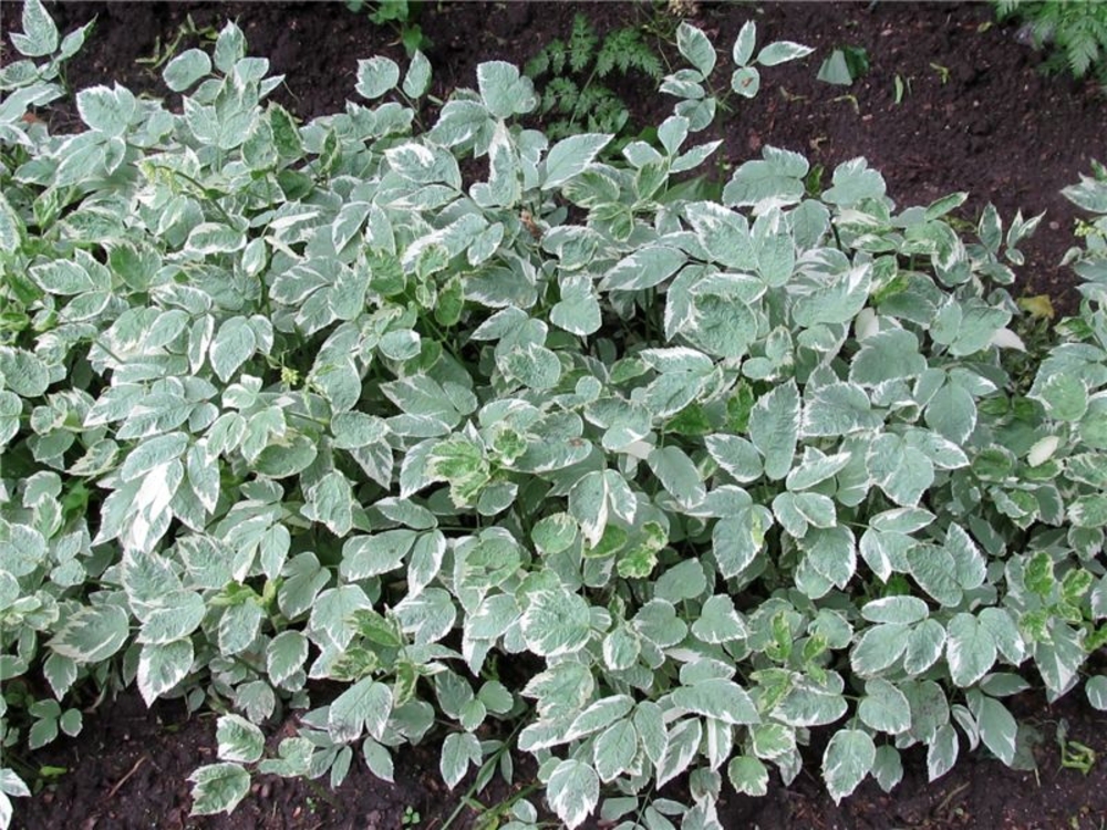 Сныть обыкновенная Вариегата (Aegopodium podagraria 'Variegata')