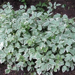 Сныть обыкновенная Вариегата (Aegopodium podagraria 'Variegata')