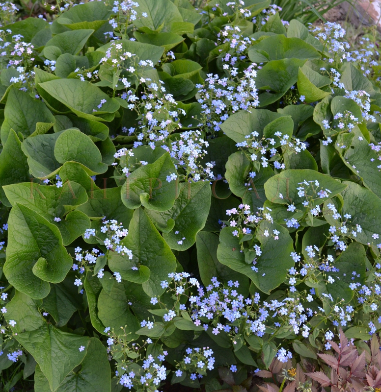 Бруннера сибирская (Brunnera sibirica)