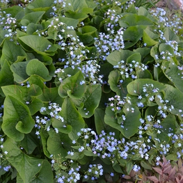 Бруннера сибирская (Brunnera sibirica)