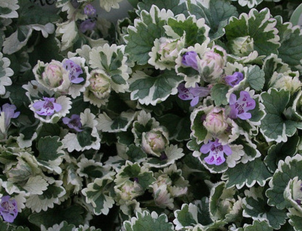 Будра плющевидная Вариегата (Glechoma hederacea 'Variegata')