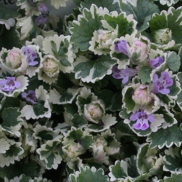 Будра плющевидная Вариегата (Glechoma hederacea 'Variegata')