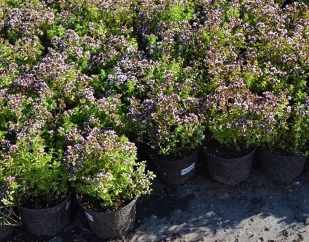 Душица обыкновенная (Origanum vulgare)