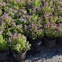Душица обыкновенная (Origanum vulgare)