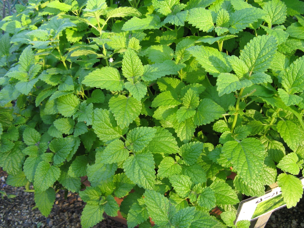 Мелисса (Melissa officinalis)