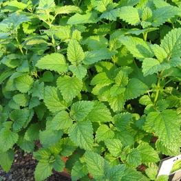 Мелисса (Melissa officinalis)