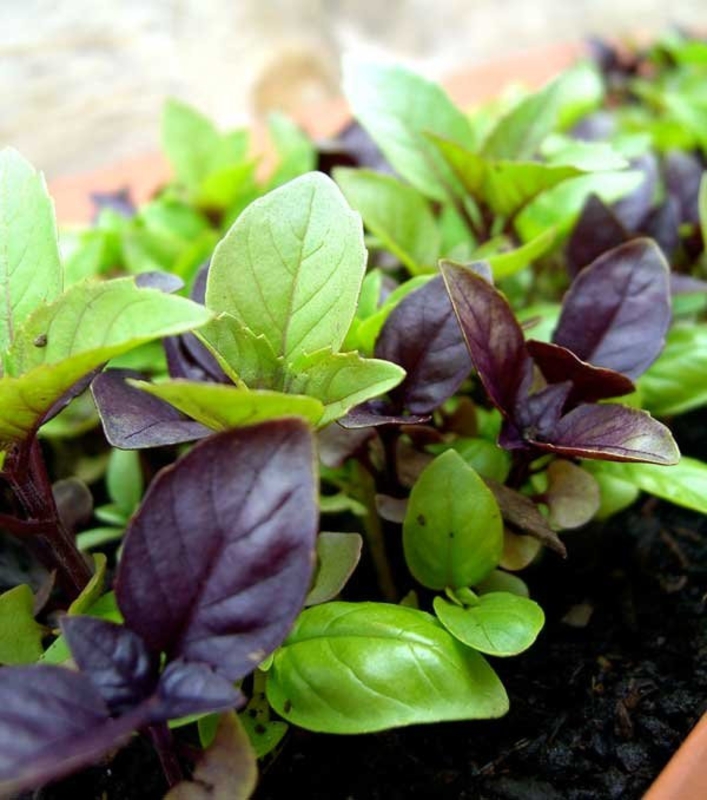 Базилик (Ocimum basilicum)