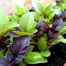 Базилик (Ocimum basilicum)