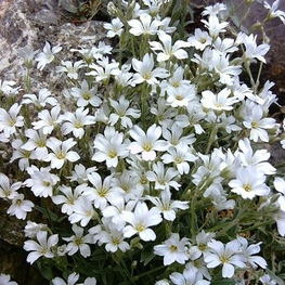 Ясколка Биберштейна (Cerastium biebersteinii)