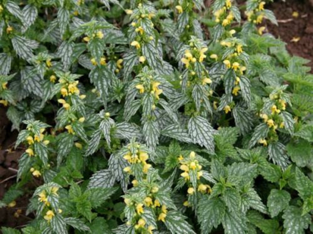 Яснотка зеленчуковая (Lamiastrum galeobdolon)