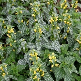 Яснотка зеленчуковая (Lamiastrum galeobdolon)