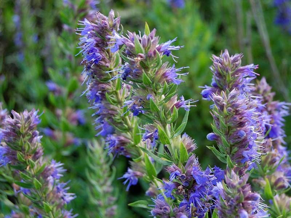 Иссоп лекарственный (Hyssopus officinalis)