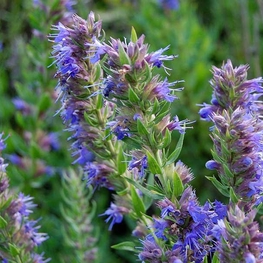 Иссоп лекарственный (Hyssopus officinalis)
