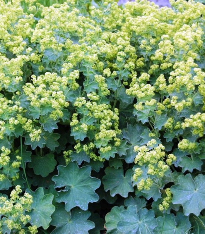 Манжетка мягкая (Alchemilla mollis)