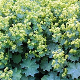 Манжетка мягкая (Alchemilla mollis)