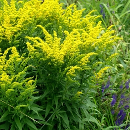 Солидаго канадский Голдкинг (Solidago canadensis 'Goldking')