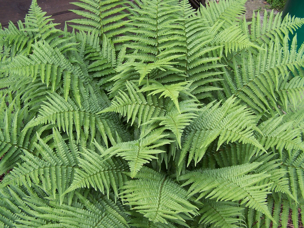 Щитовник мужской (Dryopteris filix-mas)