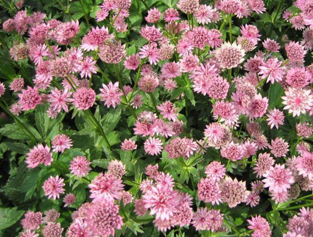 Астранция большая (Astrantia major)
