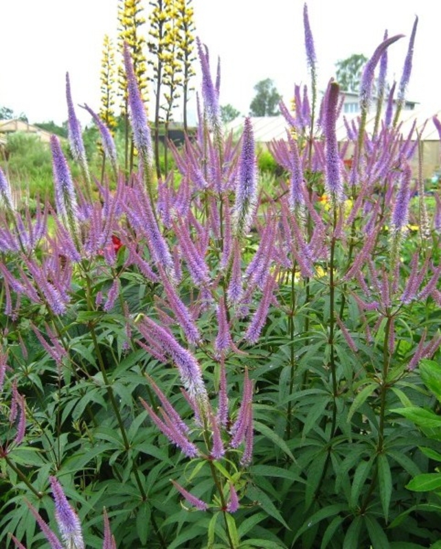 Вероникаструм виргинский (Veronicastrum virginicum)