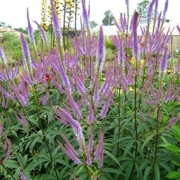 Вероникаструм виргинский (Veronicastrum virginicum)