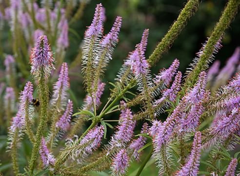 Вероникаструм сибирский (Veronicastrum sibiricum)
