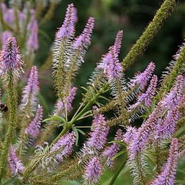 Вероникаструм сибирский (Veronicastrum sibiricum)