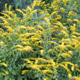 Солидаго опаленный Штраленконе (Solidago 'Strahlencone')
