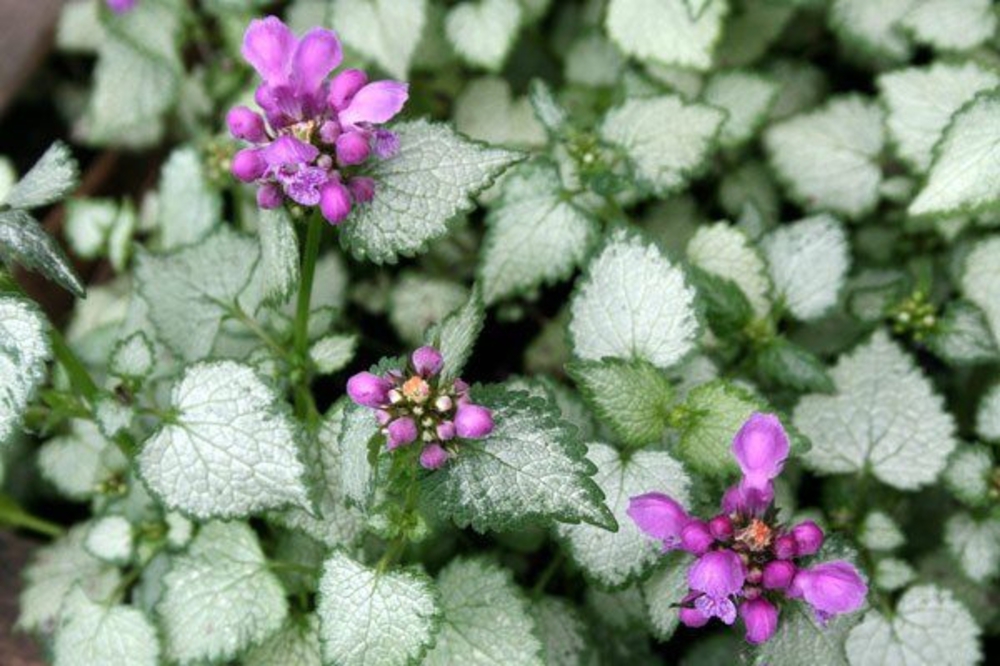 Яснотка пятнистая Уайт Нэнси (Lamium maculatum 'White Nancy')