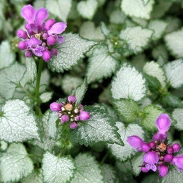 Яснотка пятнистая Уайт Нэнси (Lamium maculatum 'White Nancy')