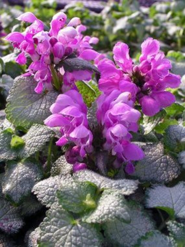 Яснотка крапчатая Стерлинг Силвер (Lamium maculatum 'Sterling Silver')