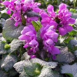 Яснотка крапчатая Стерлинг Силвер (Lamium maculatum 'Sterling Silver')