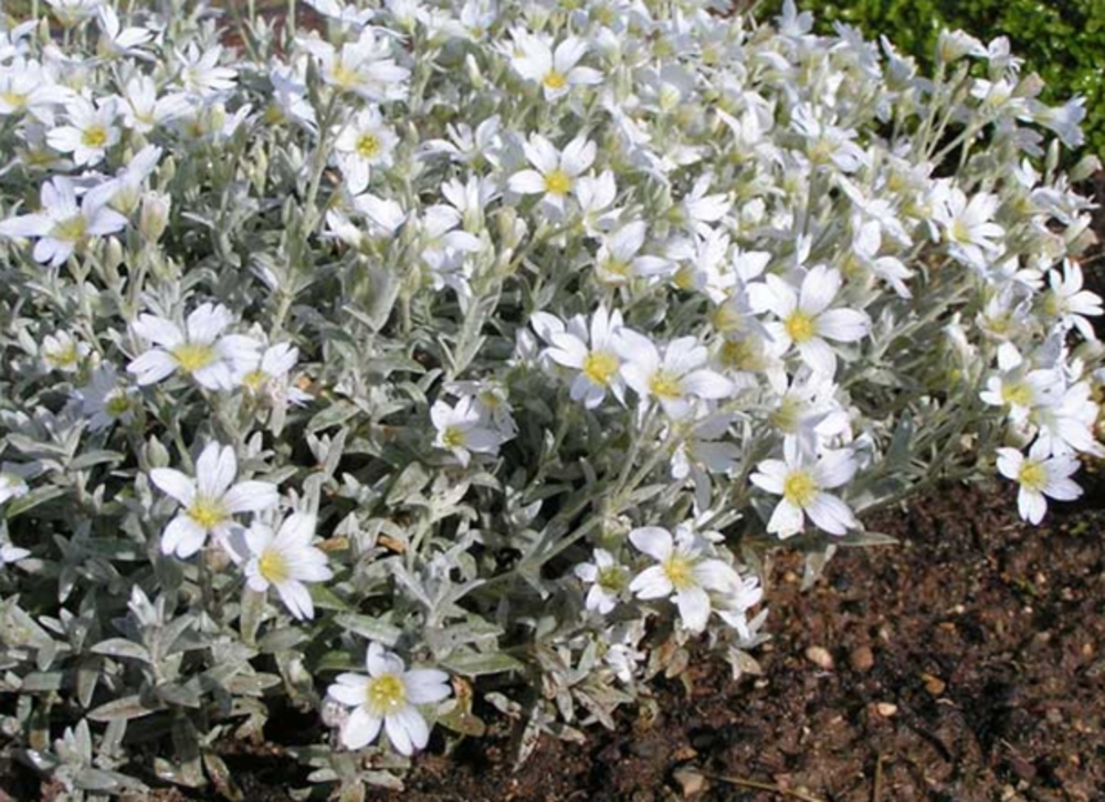 Ясколка войлочная (Cerastium tomentosum)