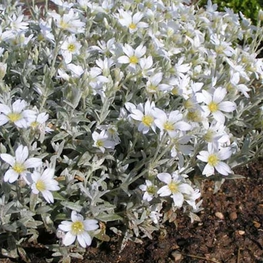 Ясколка войлочная (Cerastium tomentosum)