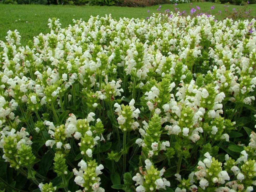 Черноголовка крупноцветковая Альба (Prunella grandiflora 'Alba')