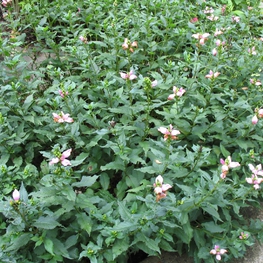 Хелоне Лайона (Chelone lyonii)