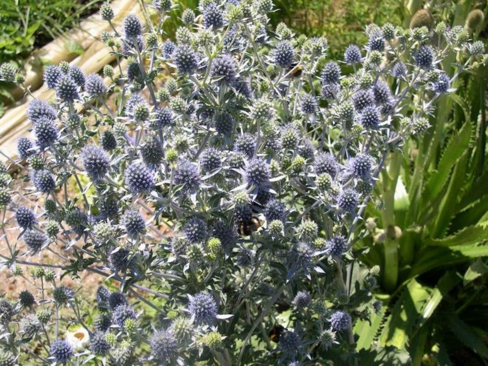 Синеголовник плосколистный (Eryngium planum)