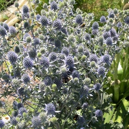 Синеголовник плосколистный (Eryngium planum)