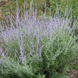 Перовския лебедолистная Силвери Блю (Perovskia atriplicifolia 'Silvery Blue')