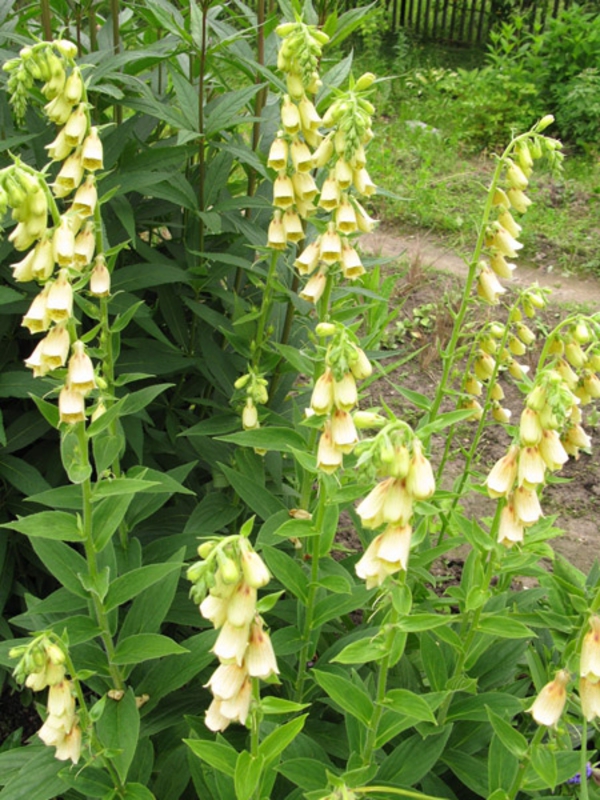 Наперстянка желтая (Digitalis lutea)