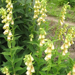 Наперстянка желтая (Digitalis lutea)