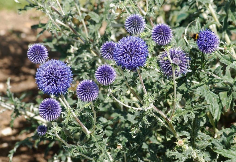Мордовник шароголовый (Echinops sphaerocephalus)
