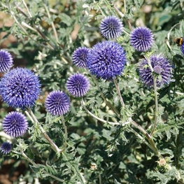 Мордовник шароголовый (Echinops sphaerocephalus)