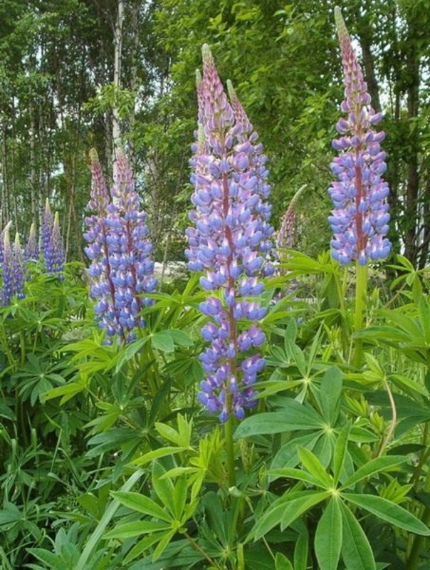 Люпин многолистный Рассел Стрейн (Lupinus polyphyllus 'Russell Strain')
