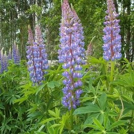 Люпин многолистный Рассел Стрейн (Lupinus polyphyllus 'Russell Strain')