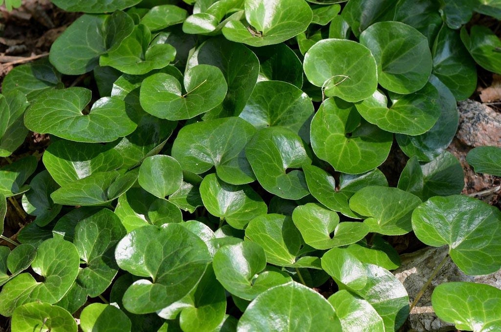 Копытень европейский (Asarum europaeum)