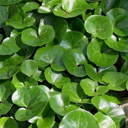 Копытень европейский (Asarum europaeum)