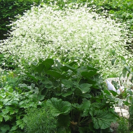 Катран сердцелистный (Crambe cordifolia)