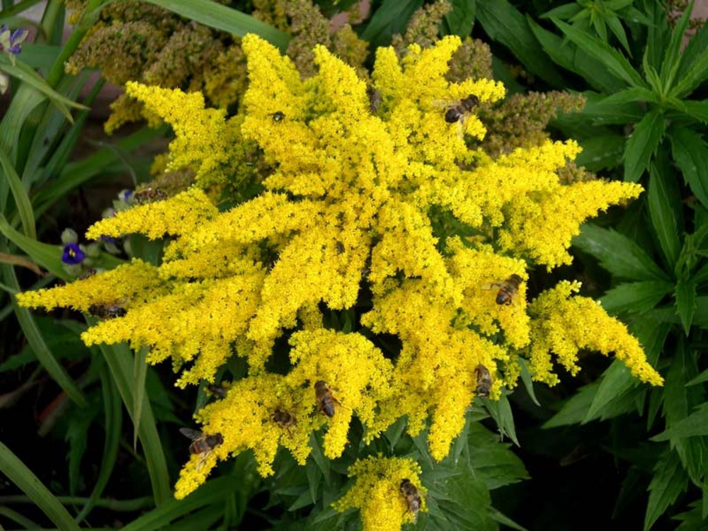 Золотарник гибридный Дзинтра (Solidago x hybrida 'Dzintra')