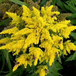Золотарник гибридный Дзинтра (Solidago x hybrida 'Dzintra')